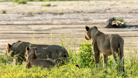 ruaha safari im mwagusicamp