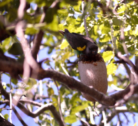 Ruaha Safari Brauner Papagei