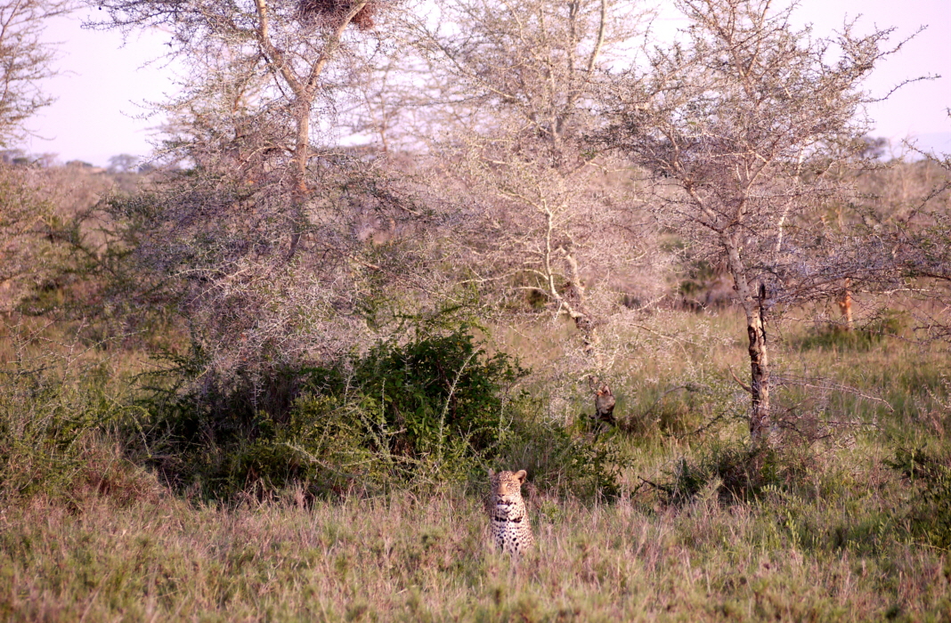 2 Leoparden wer findet den 2.?