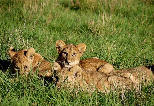 sabora-singita-kl_0035