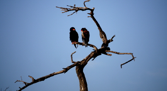 sabora-singita-kl_0043