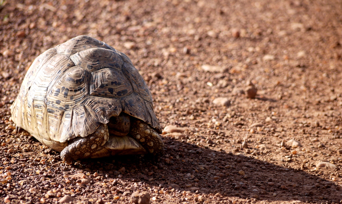 Leopardenschildkrte