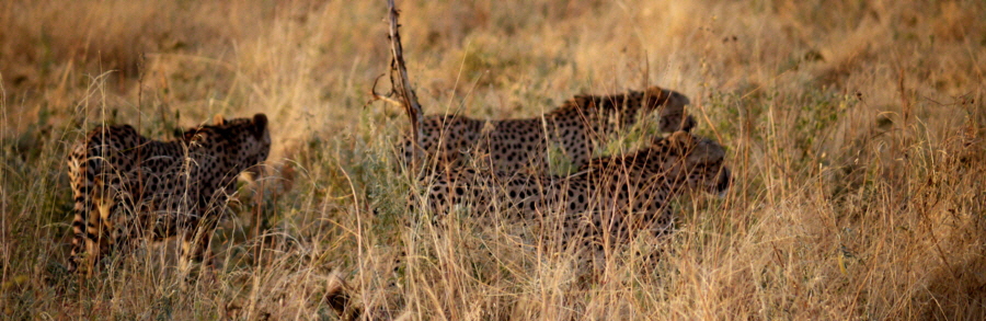 Auf safari Geparden in Meru