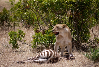 salas-camp-masai-mara