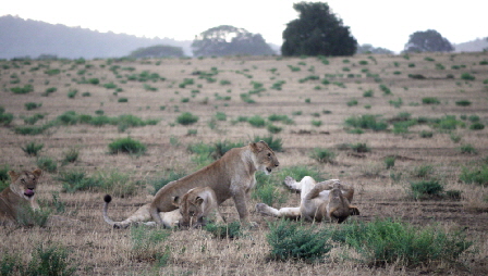 salas-camp-masai-mara