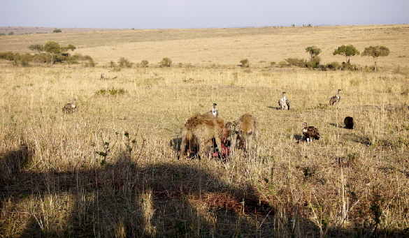 salas-camp-masai-mara