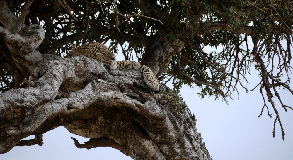 Leopard in der Mara