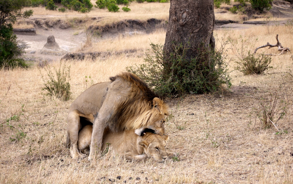 Löwen in  Paarung