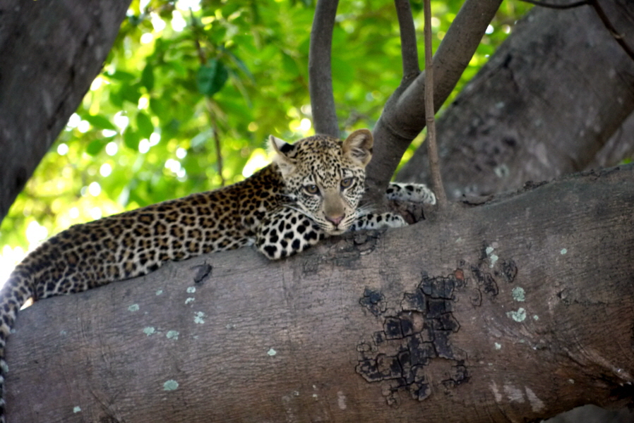 Sambia Safari camps und Lodges