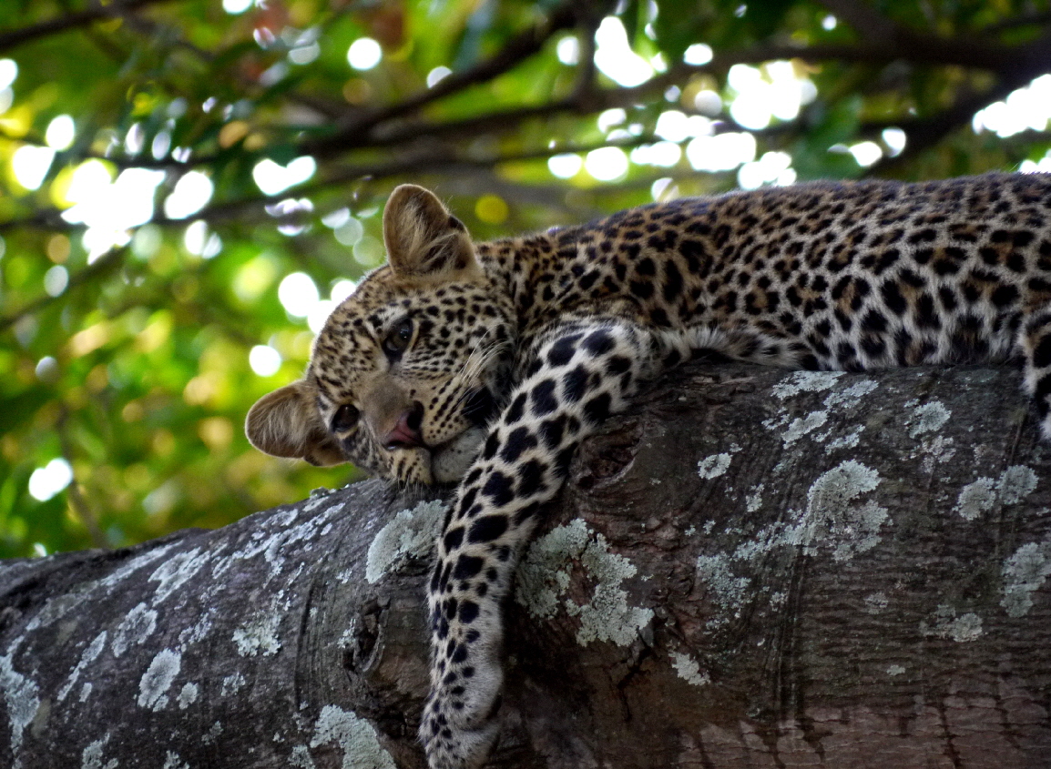 Leopard Sambia 