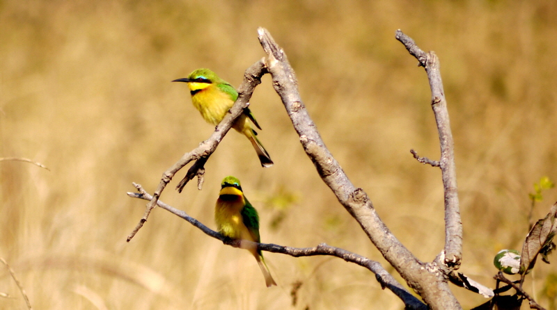 Bienenfresser Zambia 