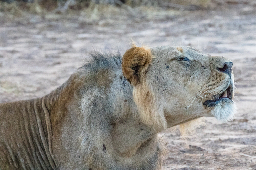 Samburu Lwen