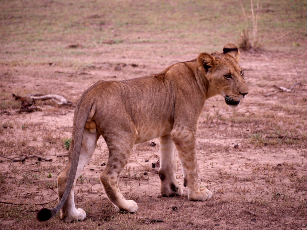 Selous Sandrivers junger Löwe