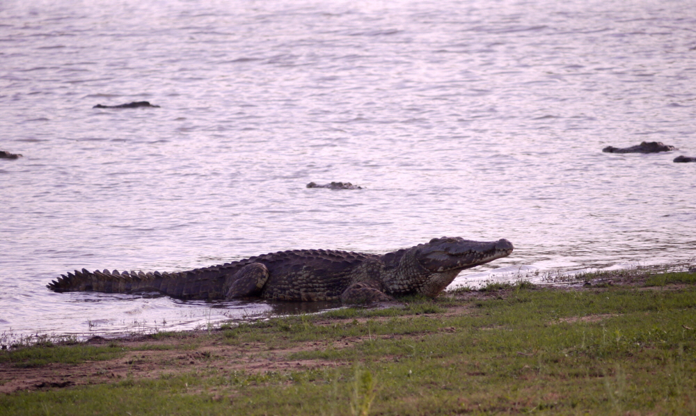 Selous Sandrivers Camp Krokodil