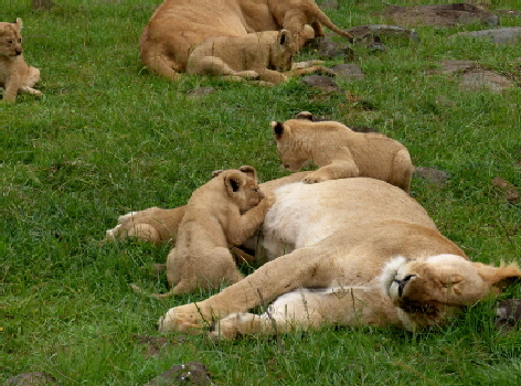 saruni-mara-lodge