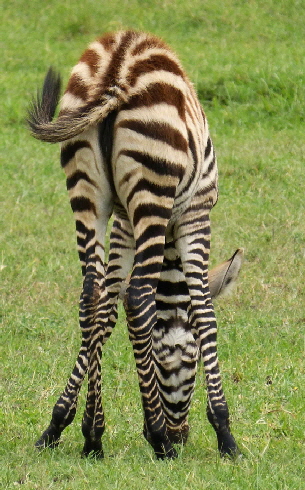 saruni-mara-lodge