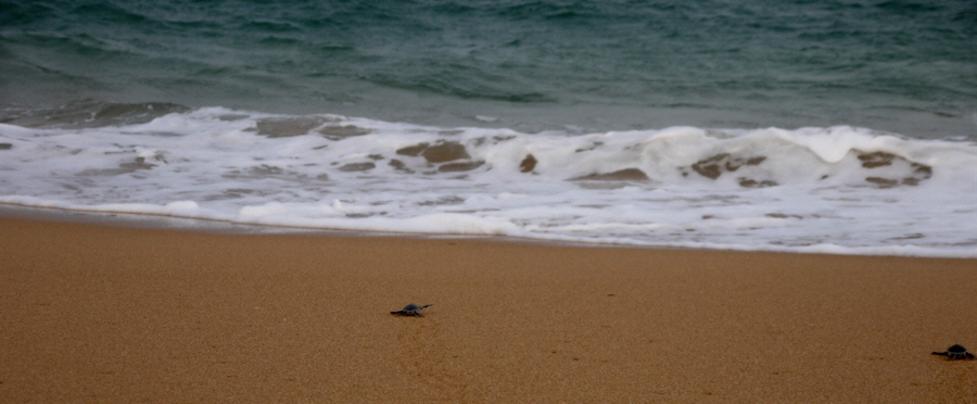 Schildkrten-Strand auf Lamu