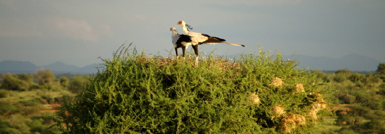 sekretaervogel