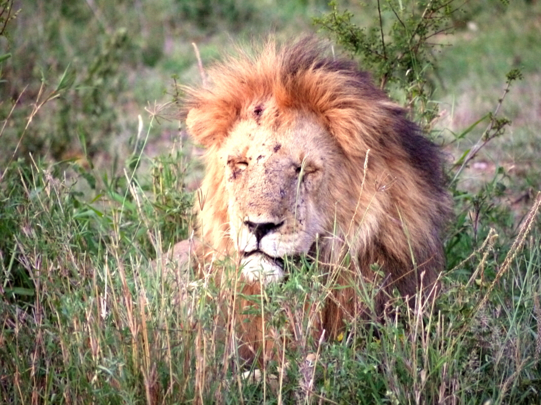 Lwenmann Serengeti