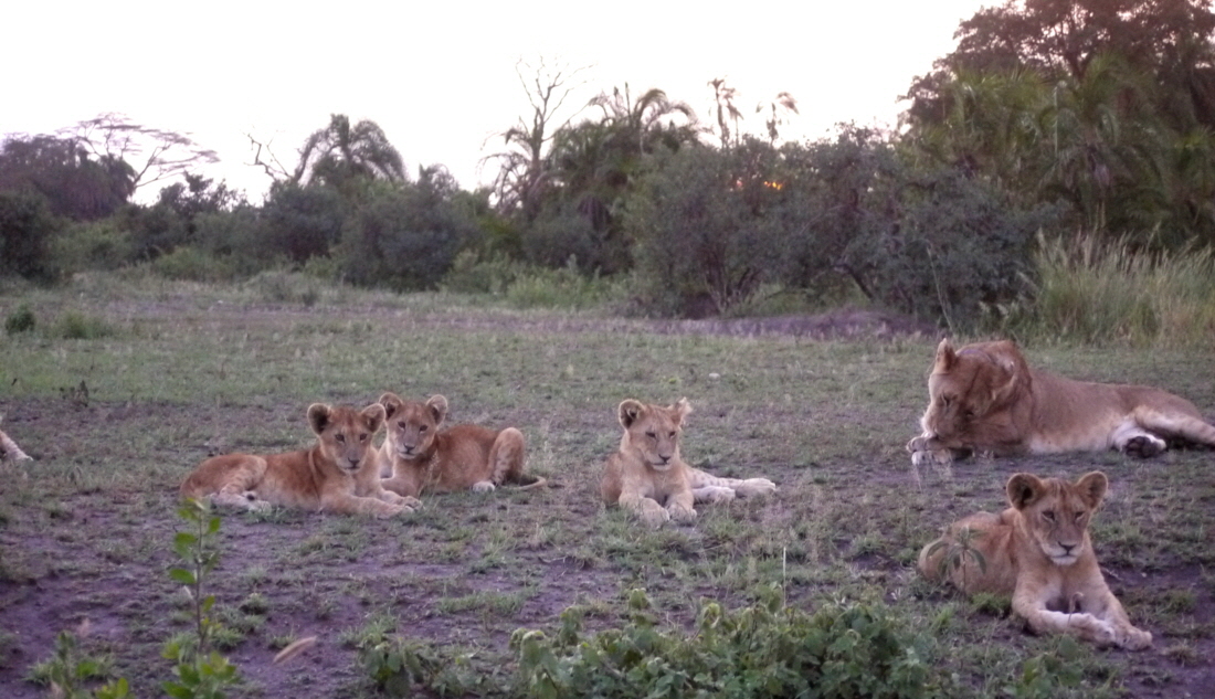 Serengeti Seronera Lwen