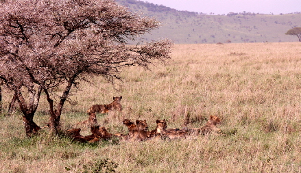 serengeti-lemalacamp_0043