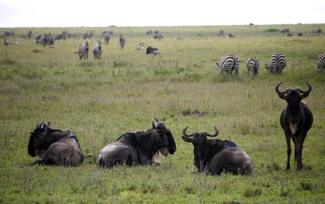 Migration Serengeti