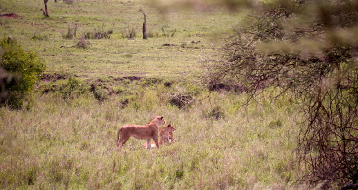 serengeti-lemalacamp-safari