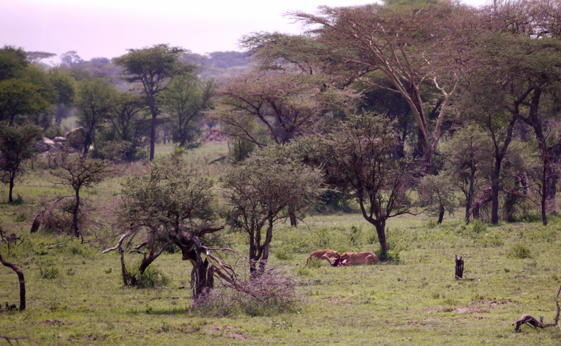 One Nature  Nyaruswiga camp Serengeti Pirschfahrt