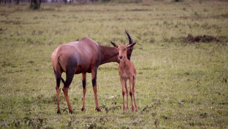 serengeti-onenature-nyaruswiga_0010