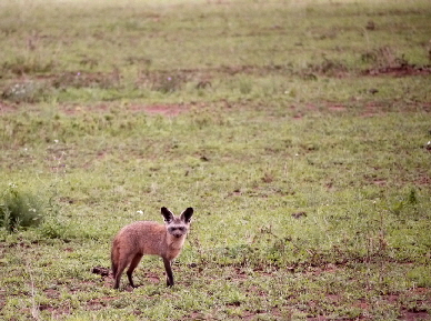 serengeti-onenature-nyaruswiga_0023