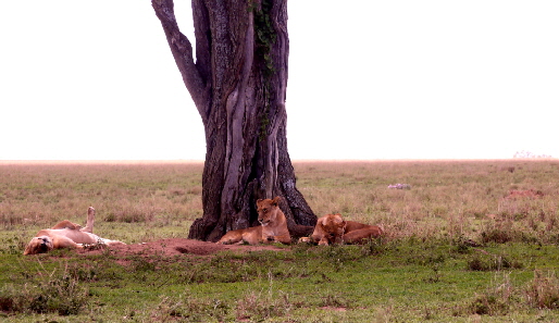 serengeti-pioniercamp_0005