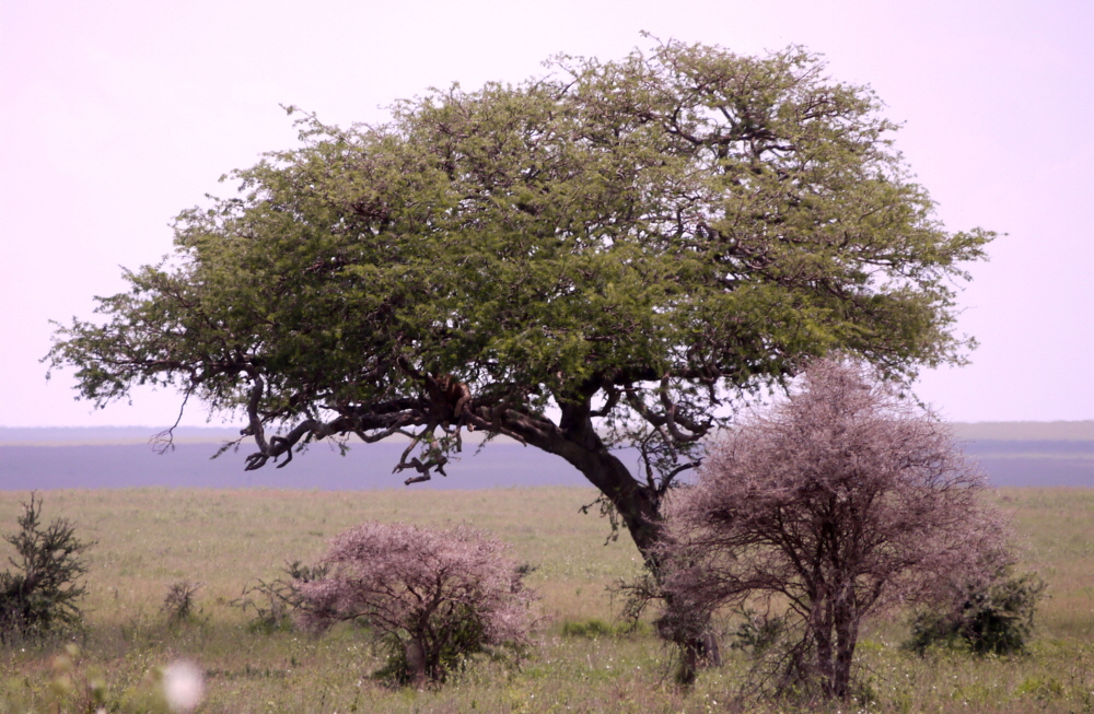 Lwe im Baum Seronera