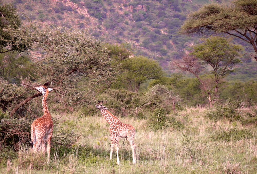  Serengeti Pioneer camp 