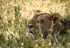 serengeti-safari_0017