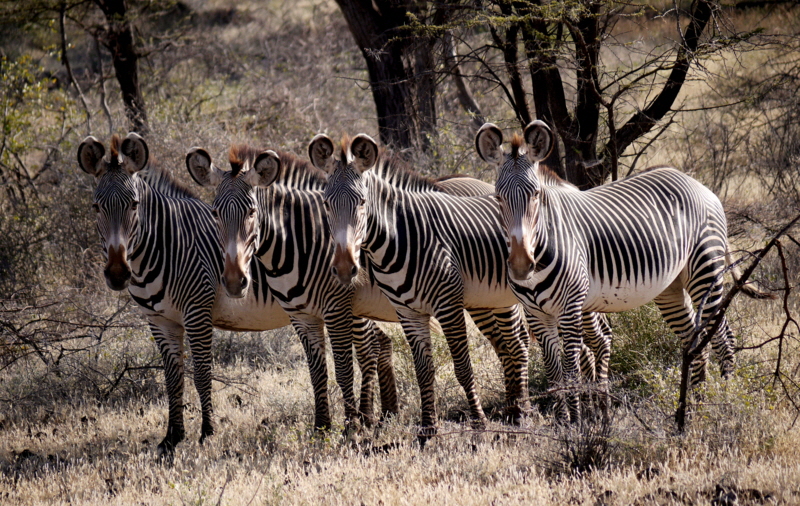 Grevy Zebras