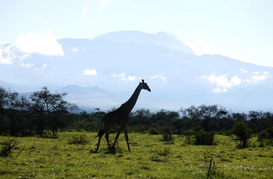 Kilimandscharo und Giraffe