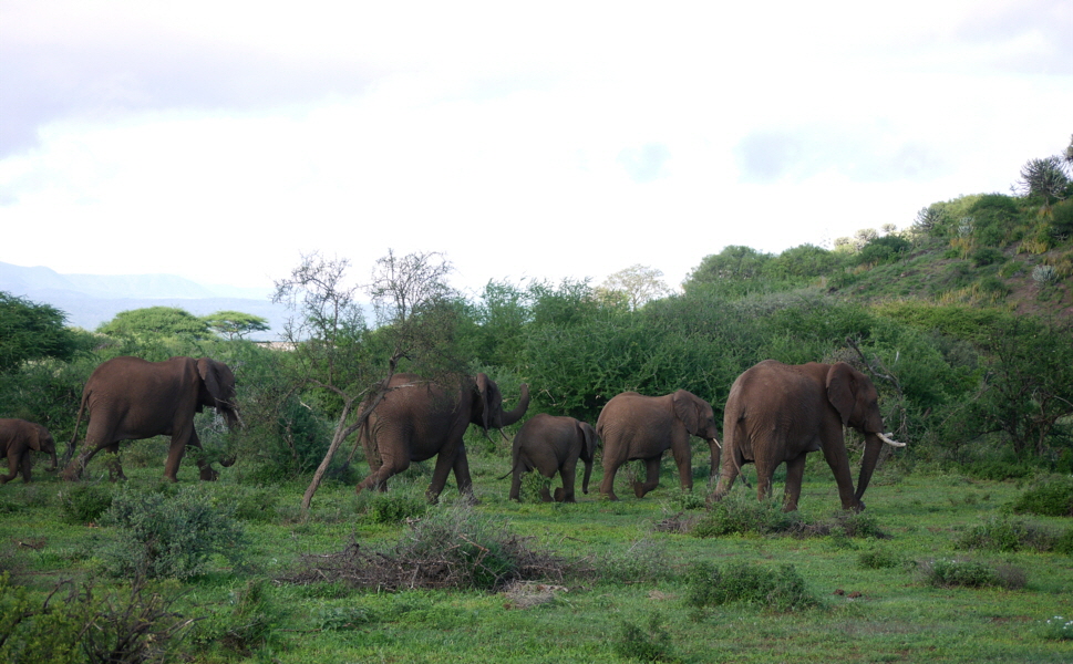 Shumata Camp Elefantenwanderung