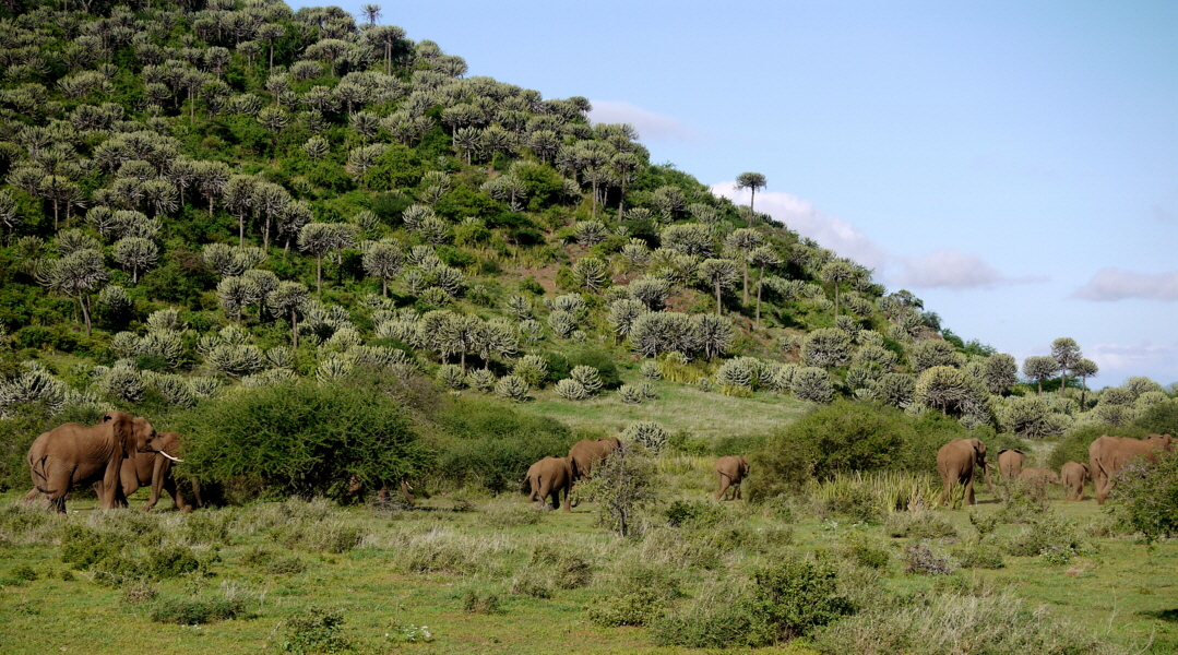 Shumata Camp Elefantenwanderung