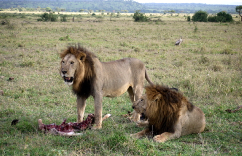 singita-faru-k_0032