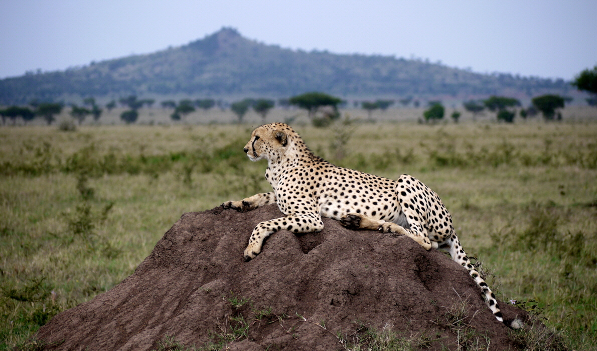 Gepard