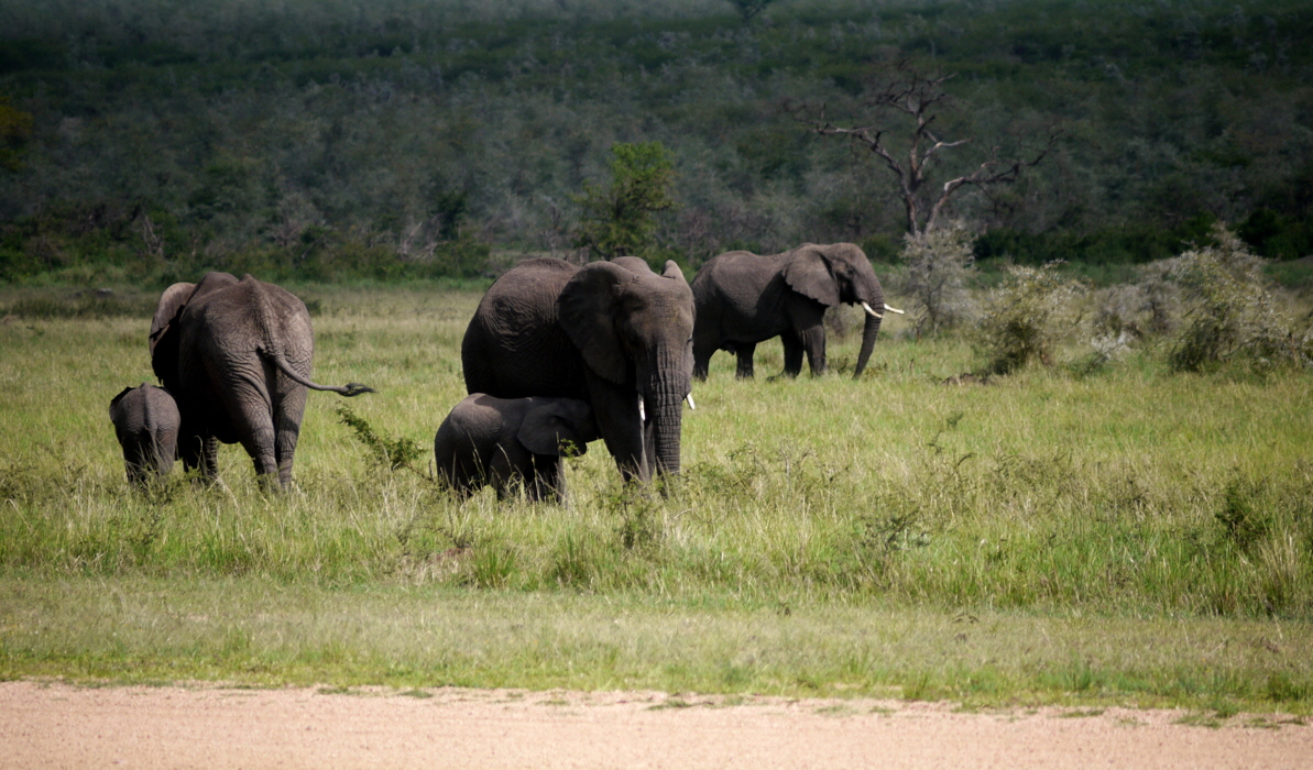 singita-faru-k_0068