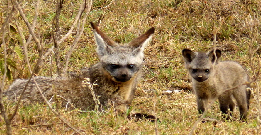Kenia safari 