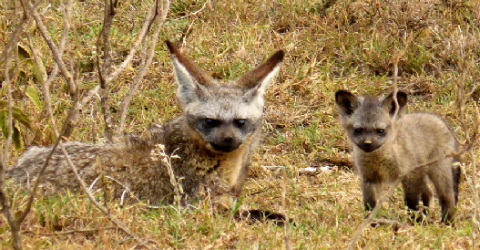 sleeping-warrior-lodge-safari