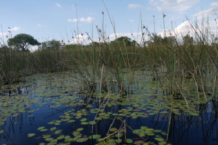 stanleys-camp Botswana