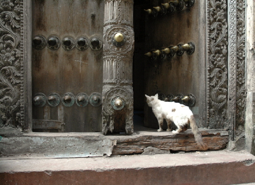 stonetown Katze