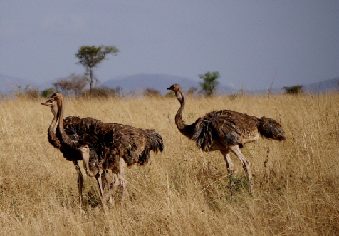 safari  meru kenia