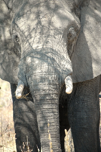 suedtansania-katavi-ruaha-08_0010