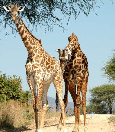 suedtansania-katavi-ruaha-08_0024