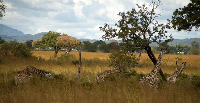 suedtansania-katavi-ruaha-mikumi