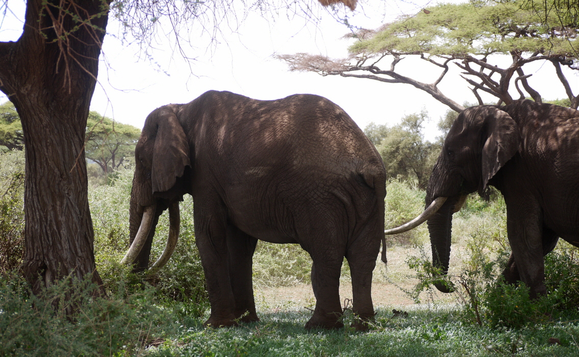 tawi-amboseli-safaris